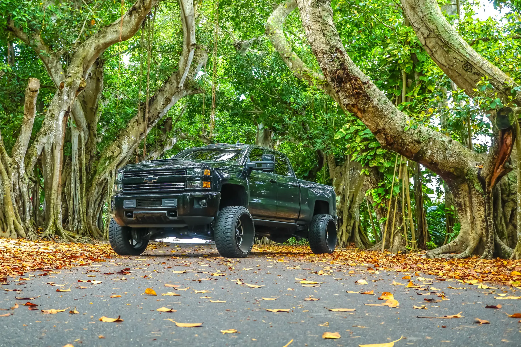 Truck suspension kits improve the stance of a lifted black Chevrolet Silverado parked under massive banyan trees on a scenic road.