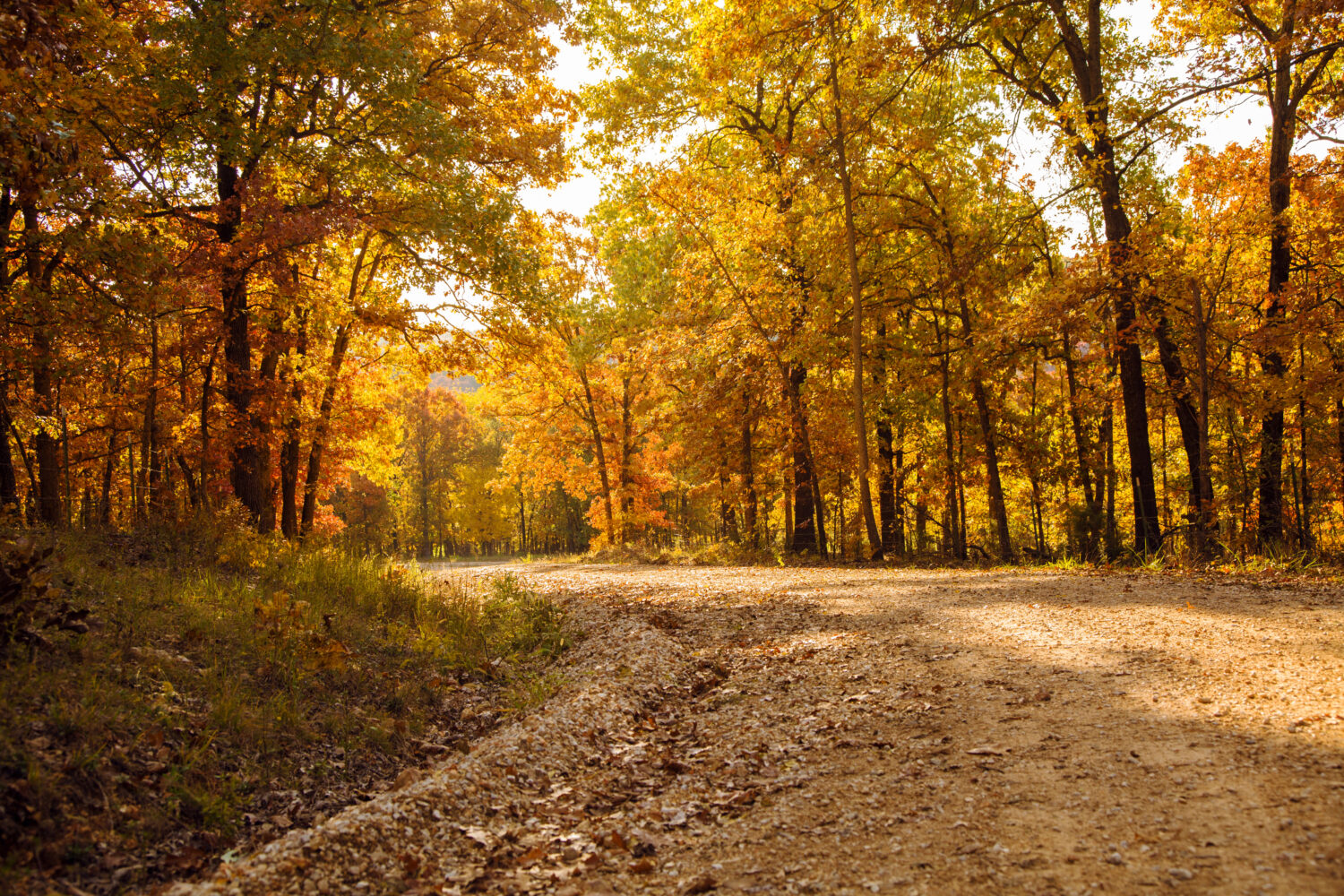 autumn dirt road - JC Whitney